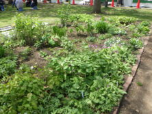 0613西6丁目山野草花壇