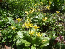 0613西6丁目山野草花壇