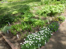 0613西6丁目山野草花壇