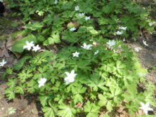 0613西6丁目山野草花壇