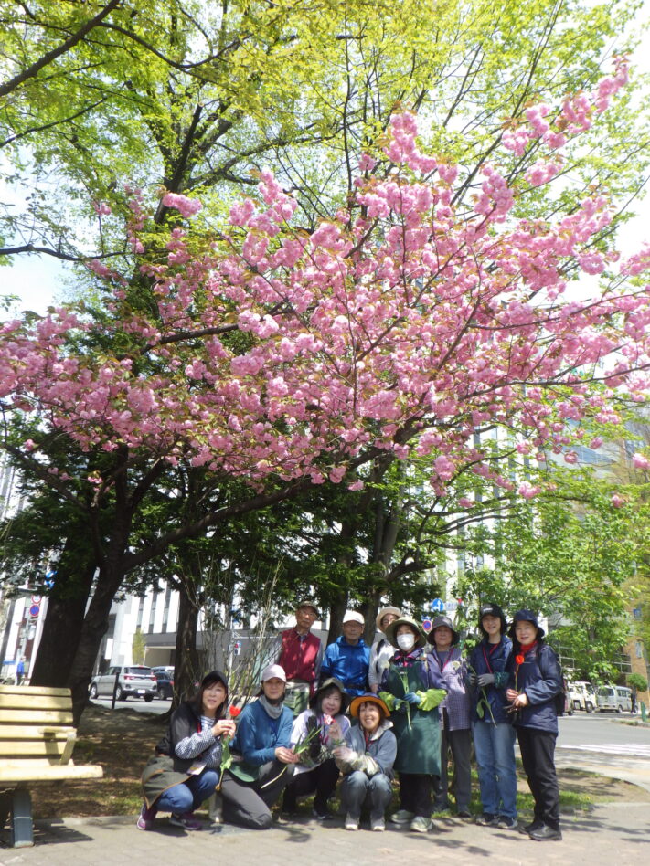0512サトザクラと花壇ボランティア