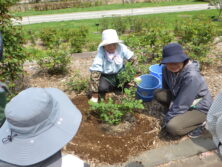 0514植え付け