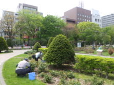 0514除草と剪定修正