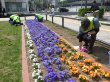 パンジー花がら摘み