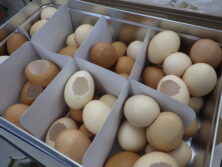 1206卵の殻