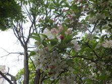0515ズミの花