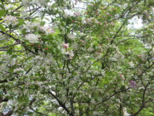 0515ズミの花