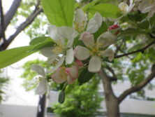 0515ズミの花