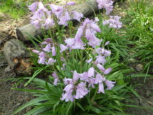 0519森の花壇除草