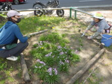 0519森の花壇除草