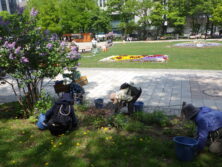 0519森の花壇除草