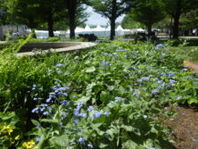0519西6池周り宿根草