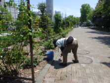0521バラボランティア