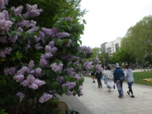 0522園内のライラック