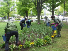 0526花壇ボランティア
