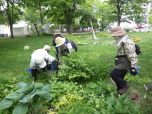 0602山野草花壇お手入れ