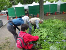 0602山野草花壇お手入れ