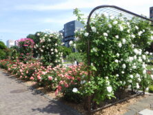 2025年6月の様子