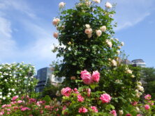 0615バラフェスタ
