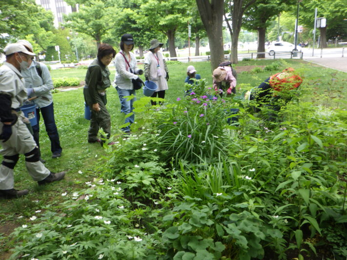 0616山野草花壇