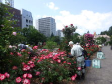 0618花がら摘み