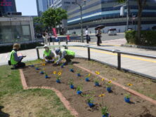 0619夏花壇植込み