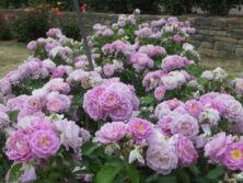 2025年6月のバラ