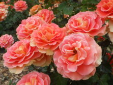 2025年6月のバラ