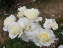 2025年6月のバラ