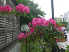 西3丁目　シャクナゲの花