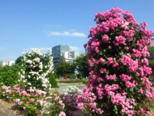 2025年6月の様子