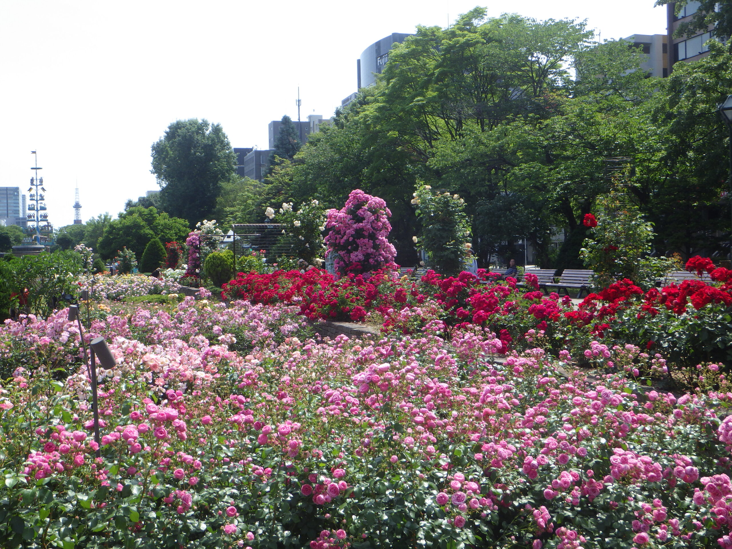バラ園