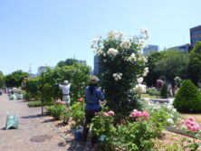 0628バラボランティア