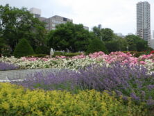 0702修景バラ