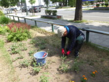 0707花壇ボランティア