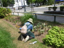 0707花壇ボランティア