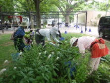 0707花壇ボランティア
