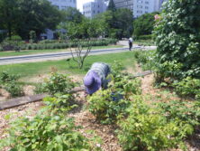 0713花がら切りと除草