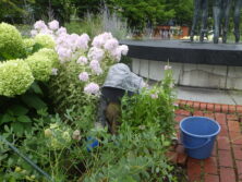 0728花壇ボランティア