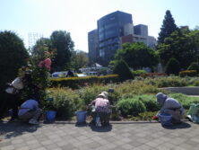 0730バラボランティア