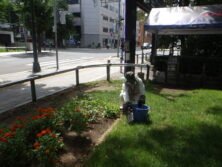 0804花壇ボランティア