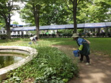 0804西6丁目西側宿根草