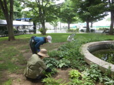 0804西6丁目西側宿根草