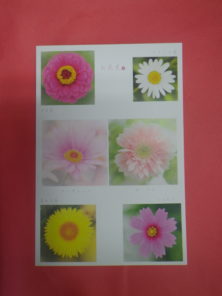 なおいかずこポストカードお花見北海道を彩るキク科の花々の画像