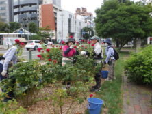 0806バラボランティア