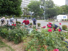 0806バラボランティア