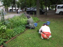 0825花壇ボランティア