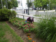 0825花壇ボランティア