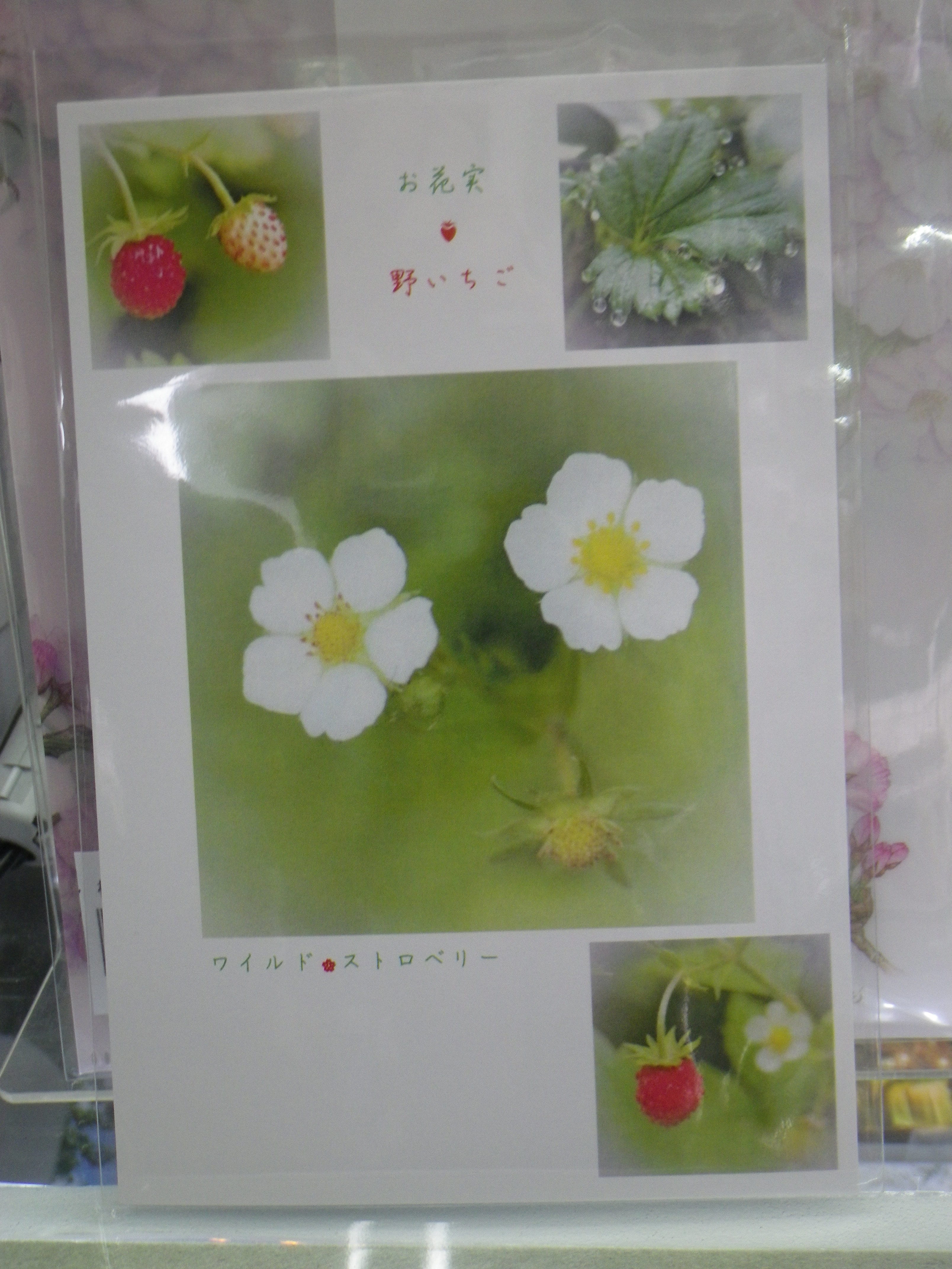 直井和子ポストカードワイルドストロベリー柄の画像