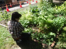 0908花壇ボランティア